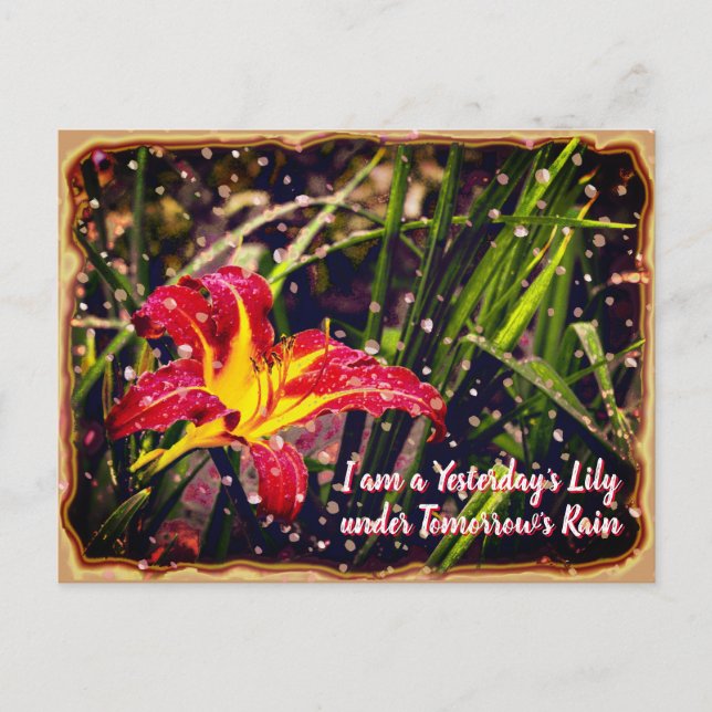 Yesterday Lily in Tomorrow Rain Postcard (Front)