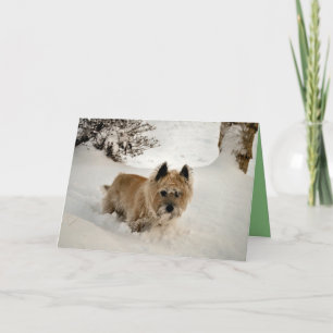 Yeti Card