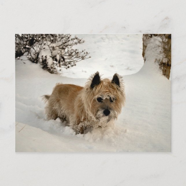 Yeti Postcard (Front)