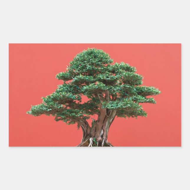 Yew bonsai rectangular sticker (Front)