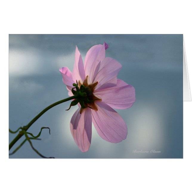 Yielding to Nature: Cosmos (Front Horizontal)