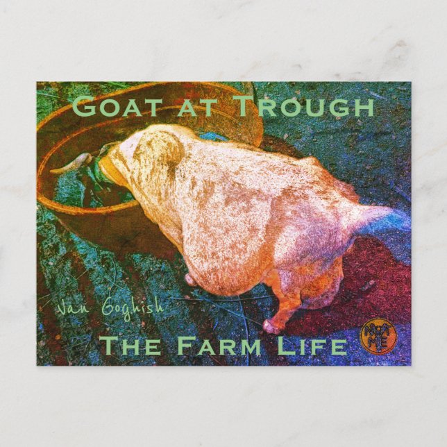 YNOTME VAN GOGHISH GOAT AT TROUGH2a Postcard (Front)