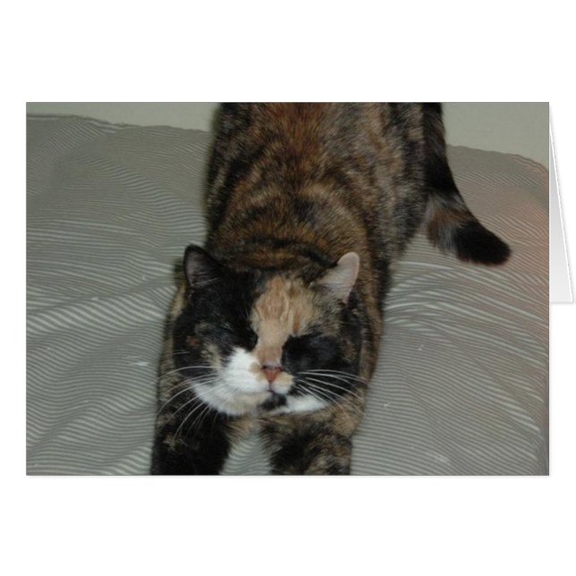 Yoga Calico Cat (Front Horizontal)