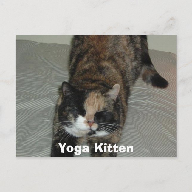 Yoga Calico Cat Postcard (Front)