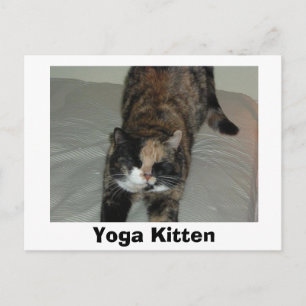 Yoga Calico Cat Postcard
