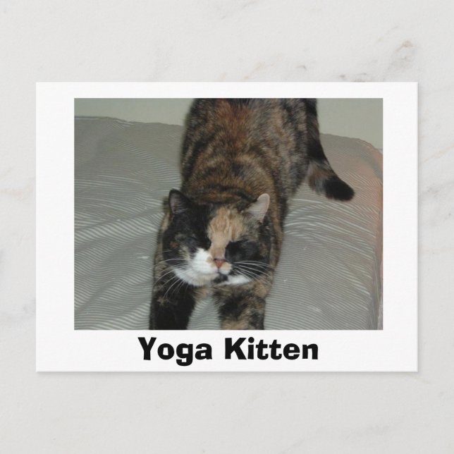 Yoga Calico Cat Postcard (Front)