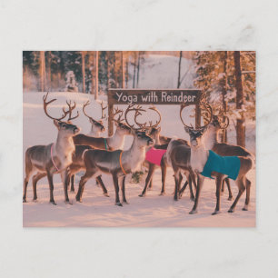 Yoga Reindeer Christmas  Postcard