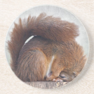 Yoga Squirrel Coaster