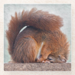 Yoga Squirrel Glass Coaster