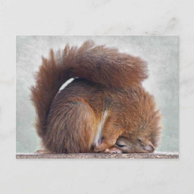 Yoga Squirrel Postcard (Front)