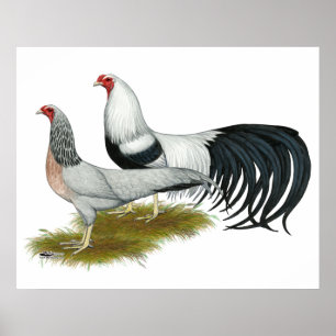 Yokohama:  Silver Duckwing Pair Poster