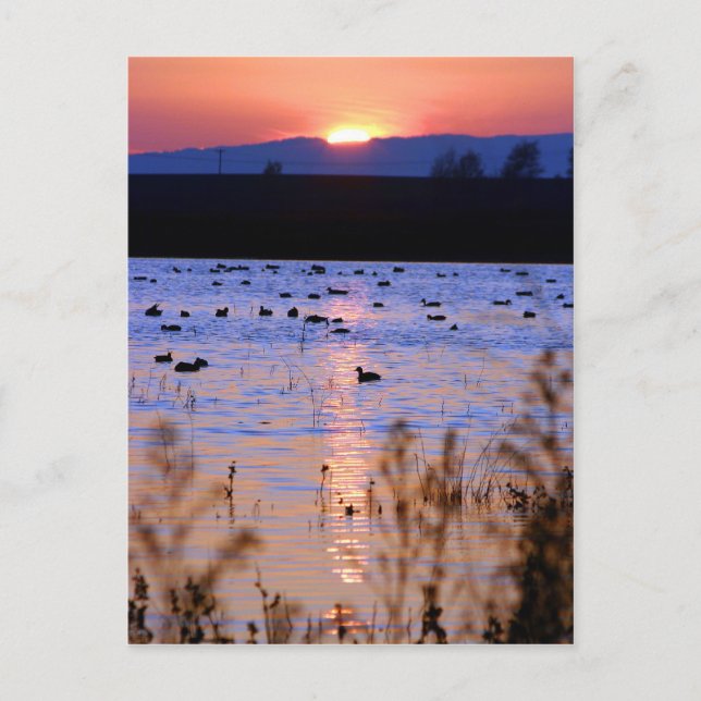 Yolo Wildlife Area Postcard (Front)