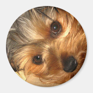 York Eyes  Magnet
