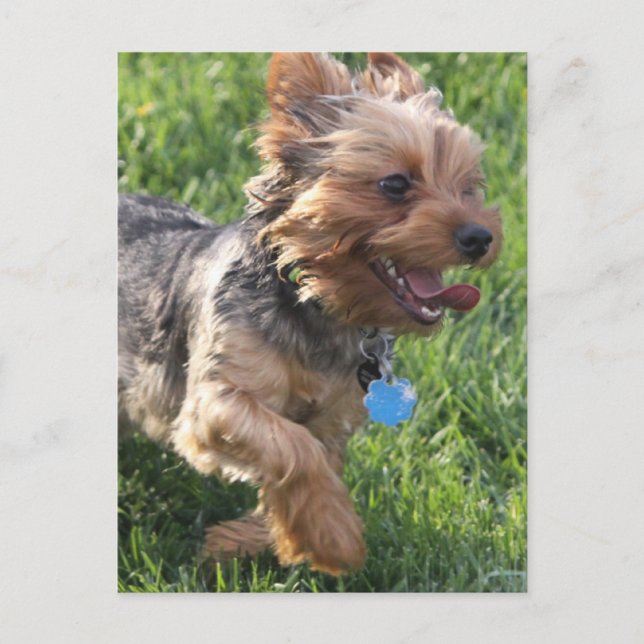 York Terrier Dog Postcard (Front)