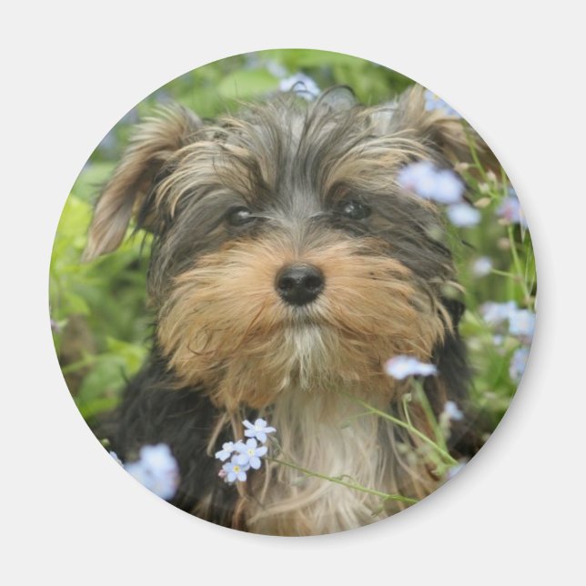 York Terrier Magnet (Front)