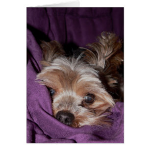 Yorkie