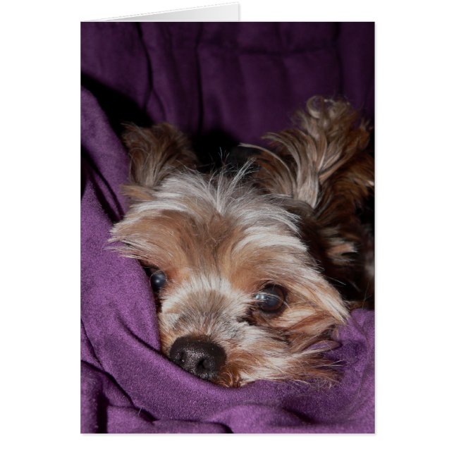Yorkie (Front)