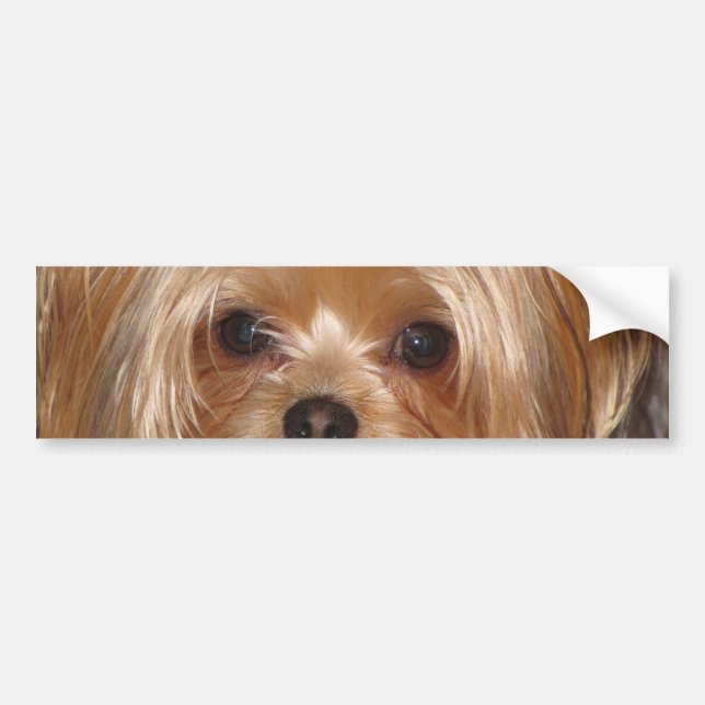 Yorkie Bumper Sticker (Front)