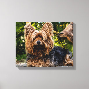 Yorkie Canvas Print