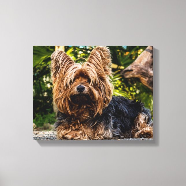 Yorkie Canvas Print (Front)