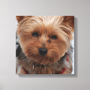 Yorkie Canvas Print