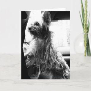 Yorkie Card