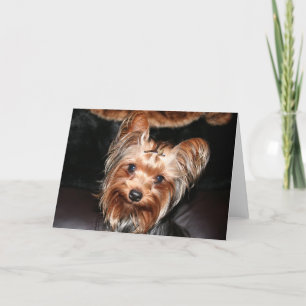 Yorkie Card