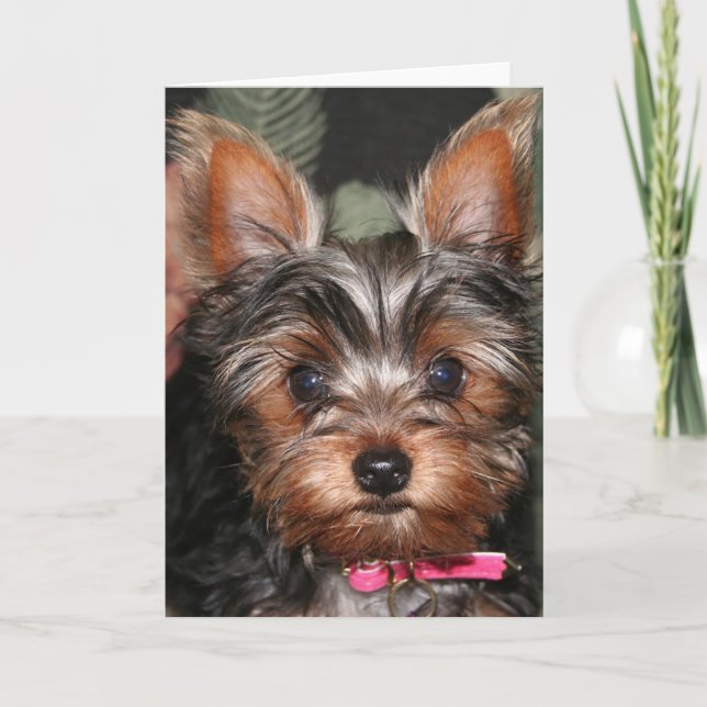 Yorkie cards (Front)