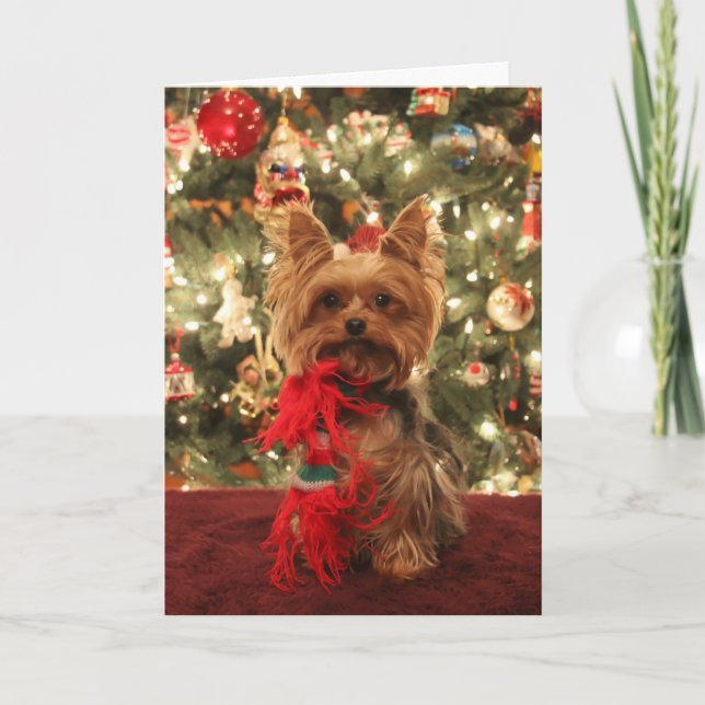 Yorkie Christmas 2 Holiday Card (Front)