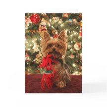 Yorkie Christmas 2