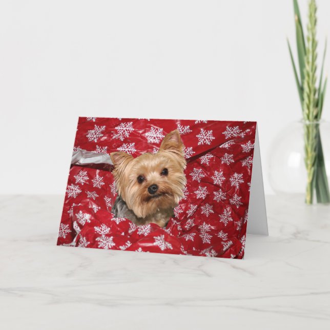 Yorkie Christmas Holiday Card (Front)