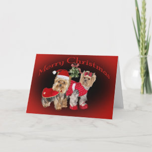 Yorkie Christmas Mistletoe cards