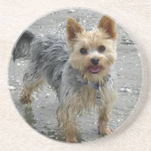 Yorkie Coaster
