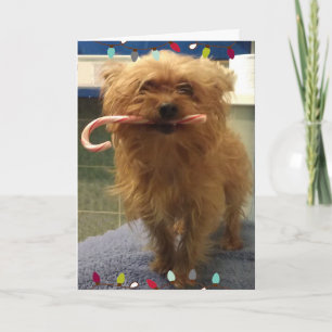 Yorkie Dog Candy Cane Christmas Card
