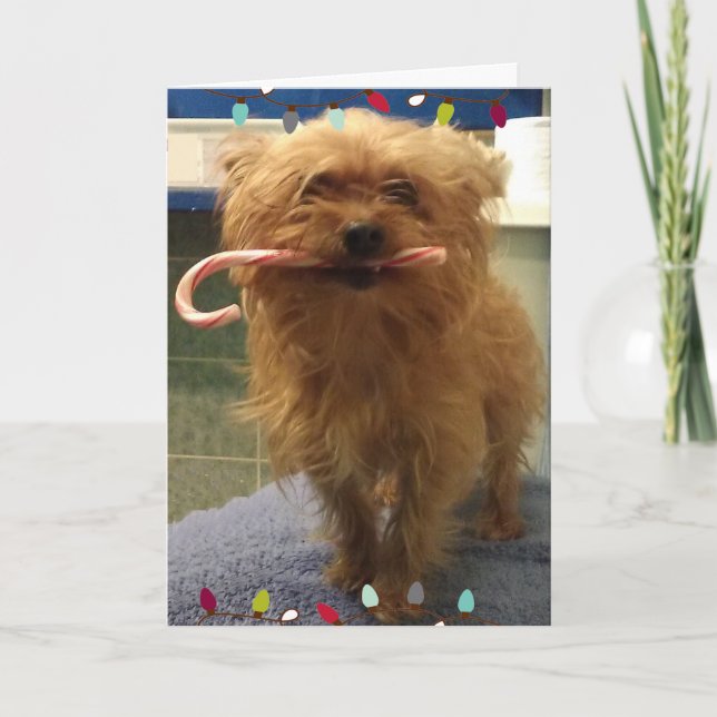 Yorkie Dog Candy Cane Christmas Card (Front)