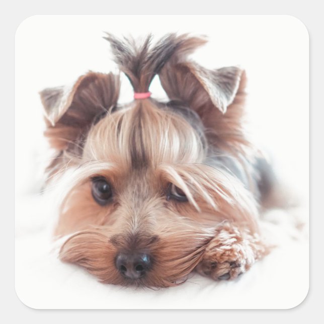 Yorkie Dog Square Stickers (Front)