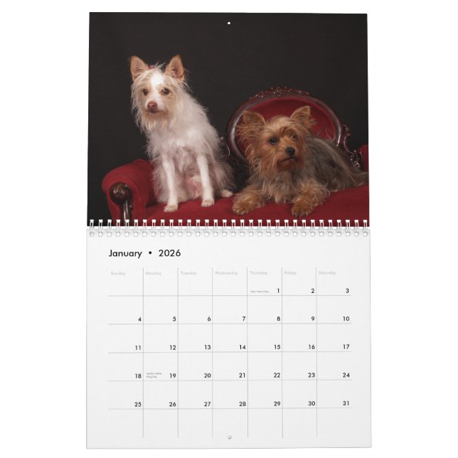 Yorkie Friends 2013 Calendar (Jan 2026)