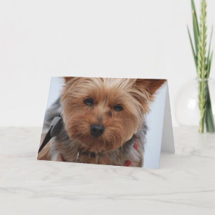Yorkie Greeting Card