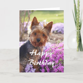 Yorkie Happy Birthday Card