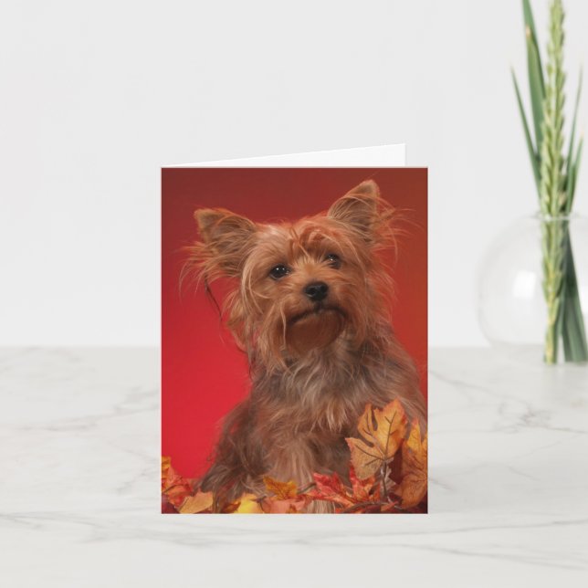 Yorkie Happy Thanksgiving Cards (Front)