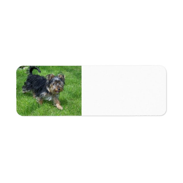 yorkie in motion (Front)