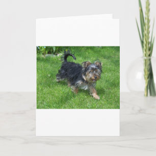 yorkie in motion card