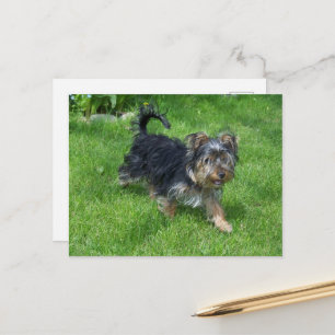 yorkie in motion postcard