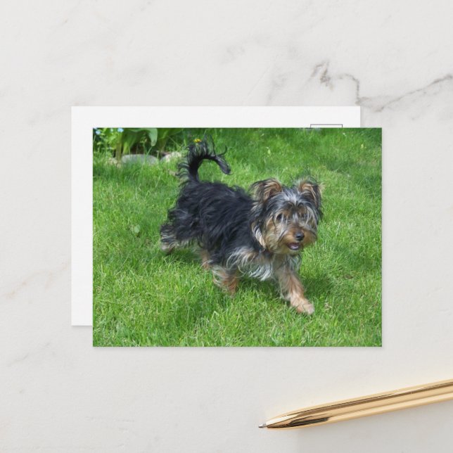 yorkie in motion postcard (Front/Back In Situ)