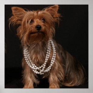 Yorkie in Pearls Poster