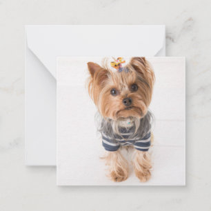 yorkie-in sweater card