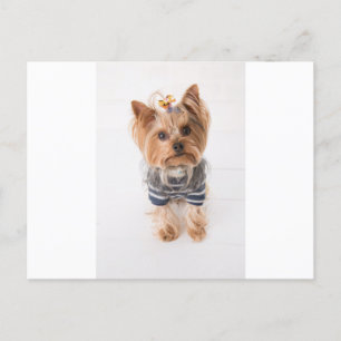 yorkie-in sweater postcard