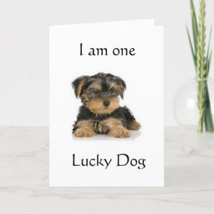 "YORKIE IS ONE LUCKY DOG" BIRTHDAY WISHES CARD