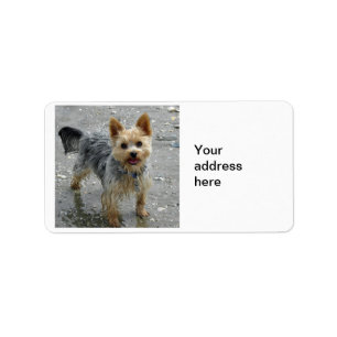 Yorkie Label