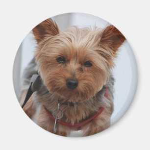 Yorkie  Magnet